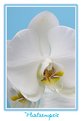 Picture Title - phalaenopsis