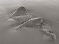 Picture Title - sand creatures