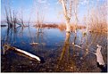 Picture Title - Spring Reflections 9