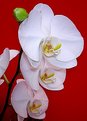 Picture Title - Orchid