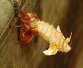 Picture Title - Emerging cicada