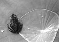 Picture Title - A Frog's Pad