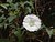 Bindweed