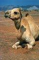 Picture Title - Camel?