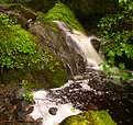 Picture Title - Wet and Mossy