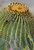 Giant Barrel Cactus on Santa Catalina Island.