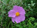 Picture Title - Flower for you