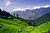 tea plantation 