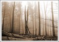 Picture Title - foggy forest of avalon 