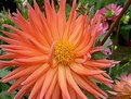 Picture Title - Dahlia variety