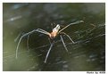 Picture Title - The spider