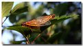 Picture Title - Cicada Duplex