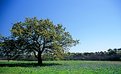 Picture Title - Bluebonnets I