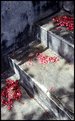 Picture Title - petals on stairs