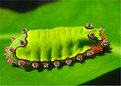 Picture Title - Caterpillar