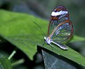 Picture Title - Glasswing Butterfly #2