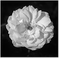Picture Title - White rose (clr version attached inside)