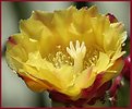 Picture Title - Cactus blossom