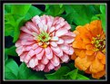 Picture Title - The Bored Zinnias