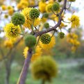 Picture Title - Huisache Tree