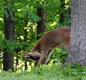 Picture Title - Deer