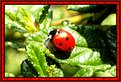 Picture Title - Ladybug brooding?