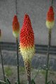 Picture Title - gradient plant