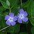 Vinca Twins