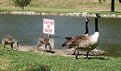 Picture Title - Geese That Can Read