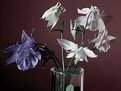 Picture Title - Aquilegia