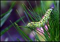 Picture Title - Black Swallowtail Caterpillar