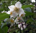 Picture Title - Styrax Japonica