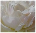 Picture Title - White Peony 2