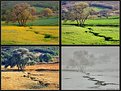 Picture Title - Four Seasons