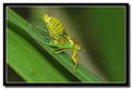 Picture Title - Cicada singing