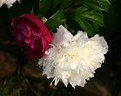 Picture Title - Peonies