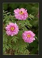 Picture Title - Peony flowers (1)