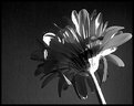 Picture Title - colorless