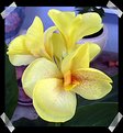 Picture Title - Yellow Lilly