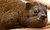 Handsome Hyrax!!