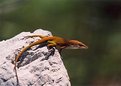 Picture Title - Anole Looking back