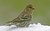 Female Cassin's Finch