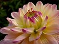 Picture Title - another Dahlia