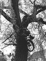 Picture Title - bike tree