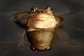 Picture Title - A Frog 