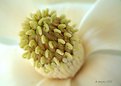 Picture Title - Intimate Portrait of Magnolia