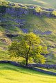 Picture Title - Dales Tree and Limestone