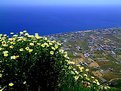 Picture Title - Flowers over Perissa