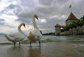 Picture Title - the Swan and the Chateau