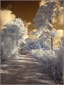 Picture Title - A quite lane in infrared 2